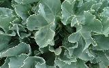 29: Sea Kale (Crambe Maritima)