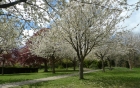 04: Gildredge Park blossom