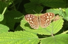 02: Speckled Wood Butterfly