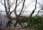 09: Reeds and Reflections at Slapton Ley