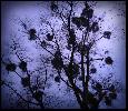 18: Mistletoe in Pilton