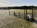 Weed at Cuckmere Haven