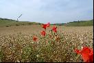 03: Crop and Poppies 