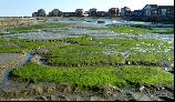 20: Low Tide at Sovereign Harbour