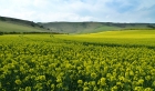 10: Oilseed rape ...