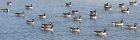 Twenty-three Canada geese (Branta Canadensis)