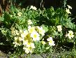 02: Primroses