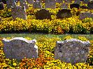 09: Yellow Graves