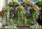 02: Hanging Baskets