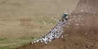 Feeding the birds