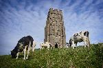 17: Cows on the Tor