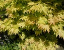 24: Yellow acer - back garden.