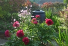 29: Peony, Aquilegia and Compost bin