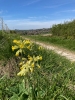 Cowslips