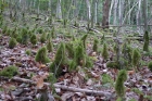 11: Mossy pyramids.