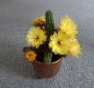 23: Our mini cactus is flowering