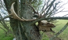 09: Decapitated deer head in a tree.