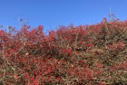 Red berries against a blue sky.