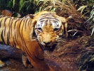 06: Tiger Diorama