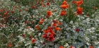 20: Daisies and poppies.