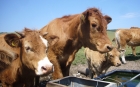 13: Big Brown Cows