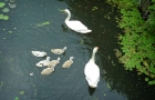 11: Swans on the East Langney Level