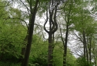 01: A strange shaped tree in Friston Forest