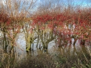 Flooded hedgerow