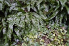 01: Shiny leaves in Friston Forest