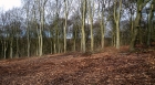 13: Friston Forest.