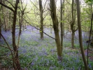 08: Bluebell Woods