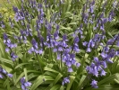 07: Bluebells