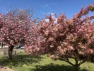 29: Blossom in the Old Town Churchyard