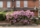 28: Hydrangea Macrophylla ...