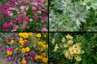 Four flower photographs.