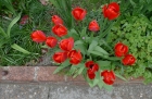 21: Fourteen Tulips ...