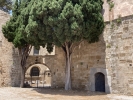 24: The broccoli tree in Rhodes Old Town