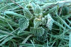 Frost on the Downs today.