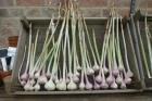 24: Garlic