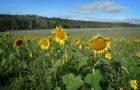 Sunflowers and  freshly planted grape vines