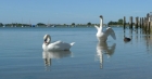 22: Swans at Bosham Harbour.