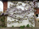 Bank Holiday Wisteria in East End Lane, Ditchling