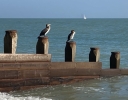 A pair of guillemots