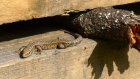 31: Viviparous lizard (Common lizard) enjoying the sun ...