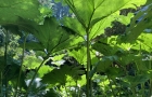 Under the Gunnera Manicata 