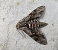 Dead Privet Hawk-Moth